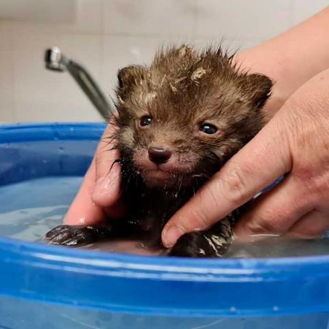 Cub Bath